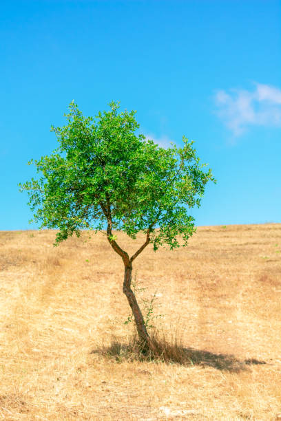 istock Beautiful scene with a lonely young tree in a desert on a sunny day 1478400293