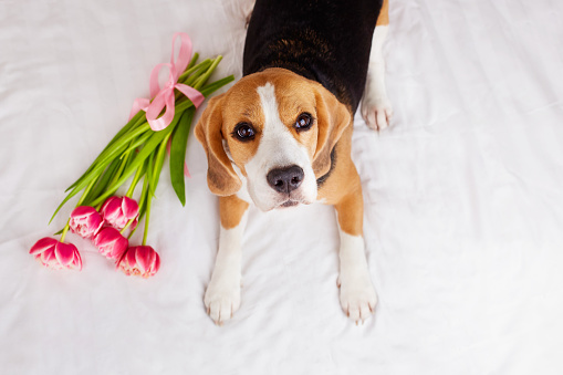 The beagle dog is lying on the bed with a bouquet of tulips. Greeting card with pets. Top view.