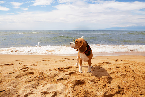 A beagle dog wearing sunglasses on a sandy beach.Summer holidays on the seashore.