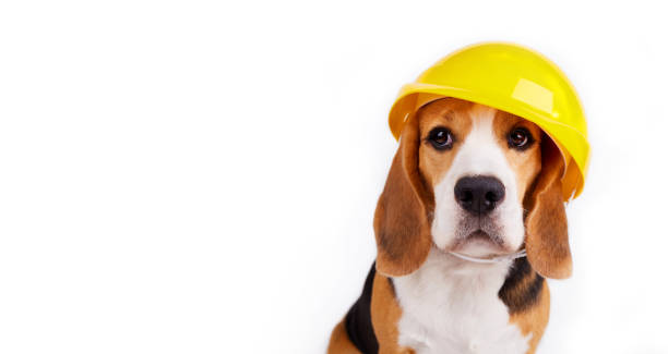 istock A beagle dog in a construction helmet on a white isolated background. Banner. 1478402283