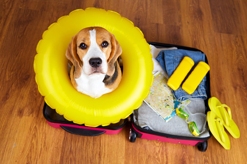 Un perro beagle en una maleta con cosas y accesorios para unas vacaciones de verano en el mar. photo