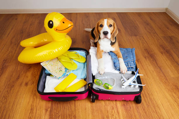 a beagle dog at a suitcase with things and a swimming inflatable duckling for a summer vacation at sea. - packing duck imagens e fotografias de stock