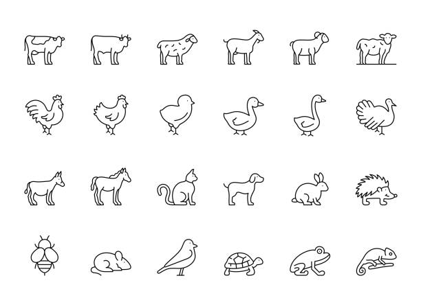 illustrazioni stock, clip art, cartoni animati e icone di tendenza di icone della linea animali domestici - young bird immagine