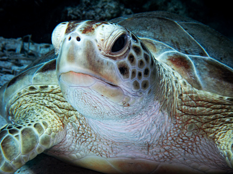 Close-up of green sea turtle (Chelonia mydas) resting on the sand in the Exuma Cays, Bahamas, Atlantic Ocean