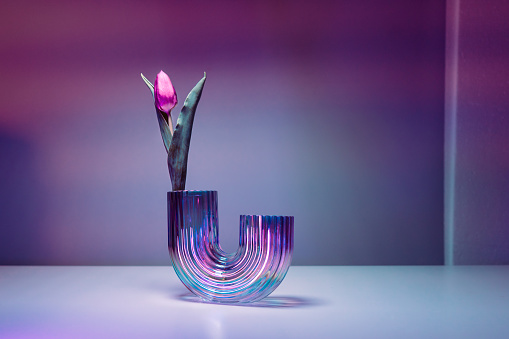 Purple tulip in a rainbow holographic glass vase on gradient background. Floral bouquet of fresh flower on blue pink background with colorful neon light and color shadows. Selective focus. Copy space
