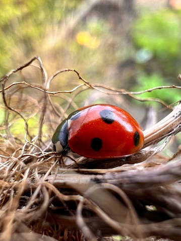 A ladybug ( ladybird ) in the spring in the garden.