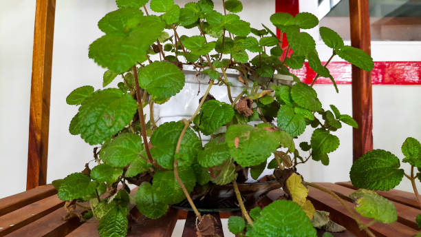 Pilea nummulariifolia Pilea nummulariifolia is a perennial evergreen herbaceous plant commonly known as creeping charlie native to the Caribbean pilea nummulariifolia stock pictures, royalty-free photos & images
