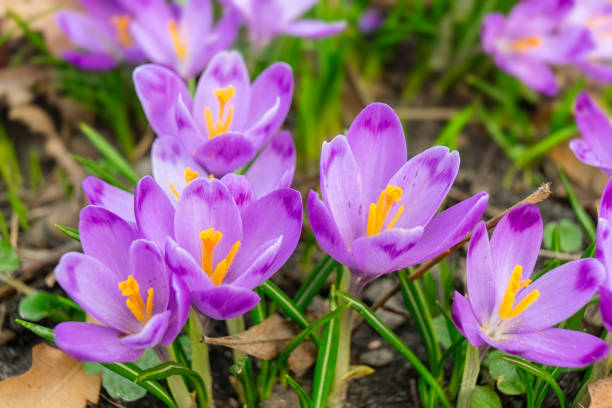 istock Blooming purple crocus flowers outdoors in a park, garden or forest 1478406729