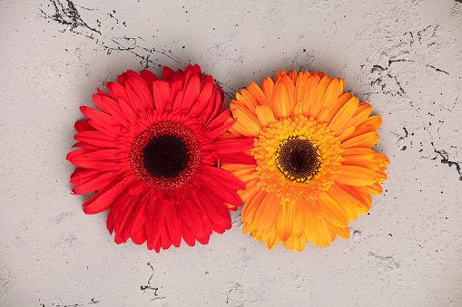 Red and Yellow Gerbera on gray background