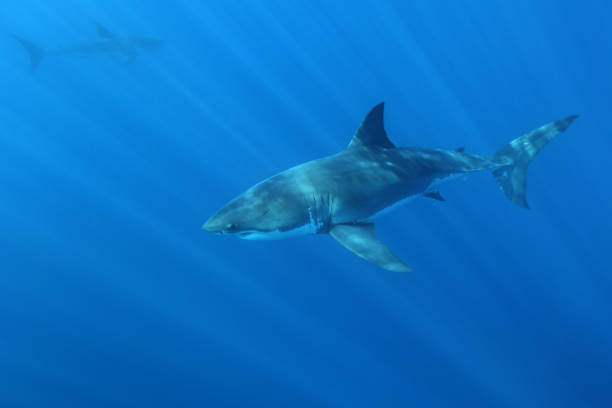 istock great white shark, Carcharodon carcharias, Guadalupe Island, Mexico 1478408687