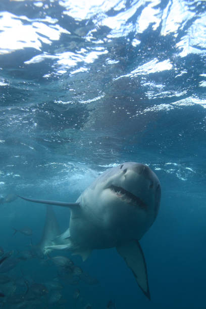 istock great white shark, Carcharodon carcharias, Neptune Islands, South Australia 1478409692