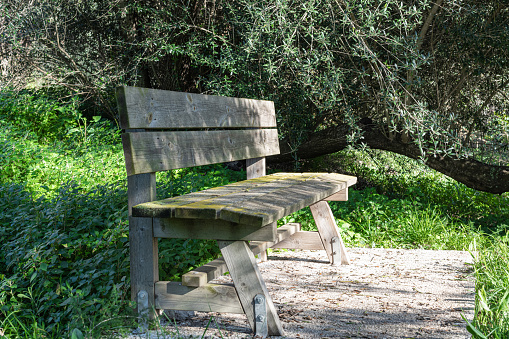 Empty wooden bench in the park