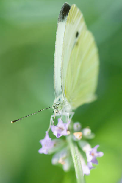 istock Vertical shot of a large white butterfly on a flower 1478410540