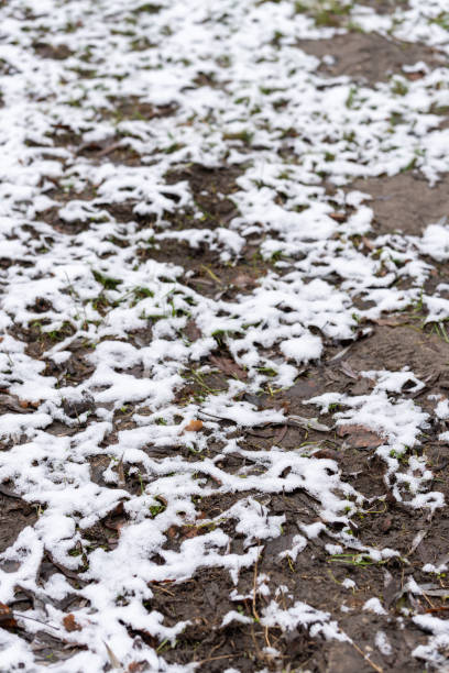 istock Vertical selective focus shot of the snowy grou 1478410821
