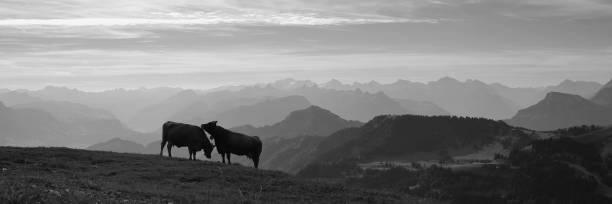 istock Two cows on the summit of Rigi Kulm, Switzerland. 1478410841