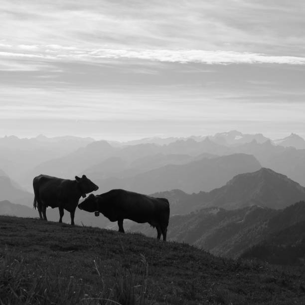 istock Morning scene seen from Rigi Kulm, cows and mountains 1478410870