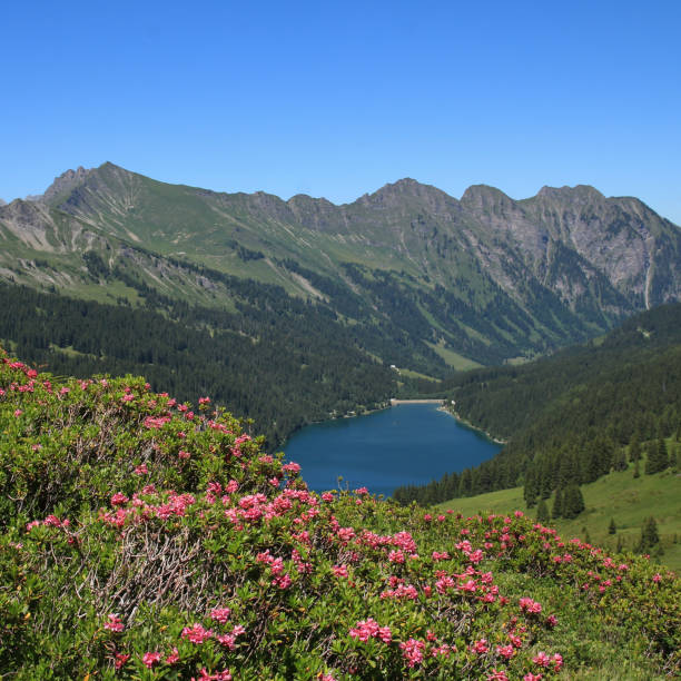 istock Alpenrosen and  Lake Arnensee, Switzerland. 1478410874