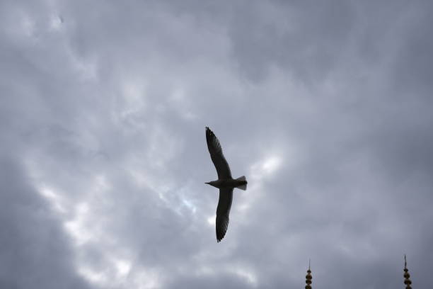 A lonely seagull against a heavy gloomy sky.