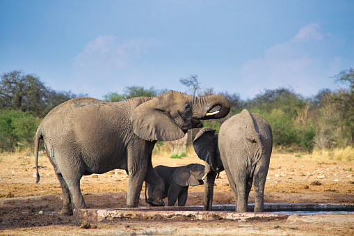 Elephant family taking care of young calf at drinking pool in a national park in Africa (Etosha, Namibia)