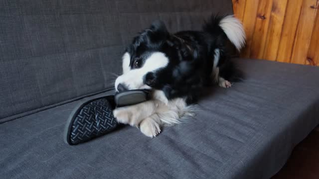 Naughty playful puppy dog border collie after mischief biting slipper lying on couch at home. Guilty dog and destroyed living room. Damage messy home and puppy with funny guilty look.