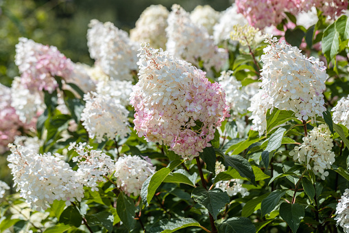 Hydrangea paniculata sort Limelight: hydrangea with green flowers blooms in the garden in summer. High quality photo