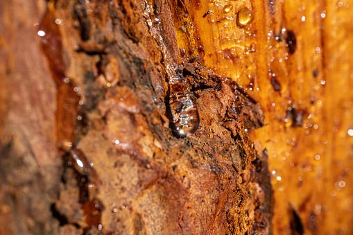 Pine gum,resin flowing from the trunk of the tree.Close up