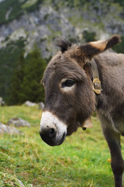 istock Vertical shot of a donkey on blurred background 1478416406