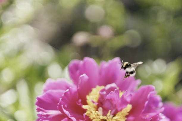A selective focus shot of a bumblebee collecting pollen