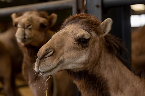 Portrait of camel stock photo