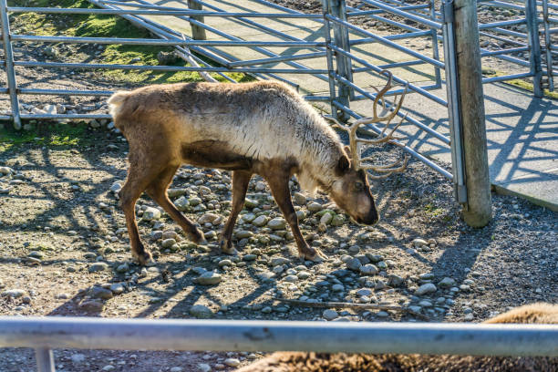 istock Reindeer At Animal Park 2 1478417896
