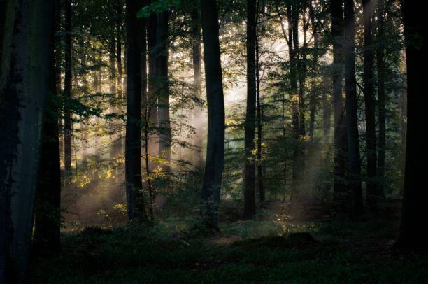 istock Lush green forest, with sunlight beaming through the trees and creating an intricate shadow pattern 1478418112