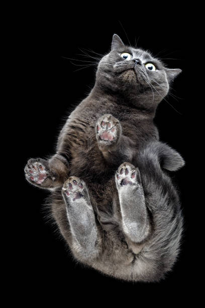 istock Gray fluffy beautiful cat isolated on black background showing his paws. 1478419967