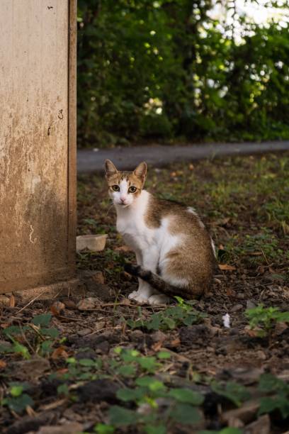 istock a brown and white cat sitting on top of grass next to a pole 1478420016