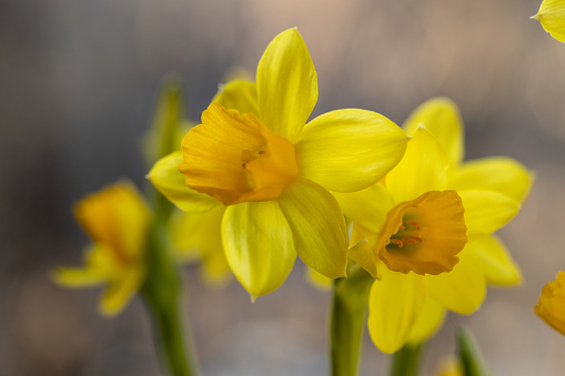 Beautiful Spring banner with fresh yellow daffodil flowers grow in pot on windowsill. Bouquet flowers in soft morning sunlight. Springtime home decor. Easter decoration. Copy space. High quality photo