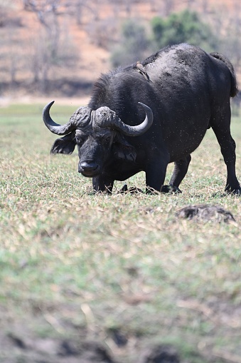 A single cape buffalo about to lay in the grass at Chobe National Park, in Botswana, Africa