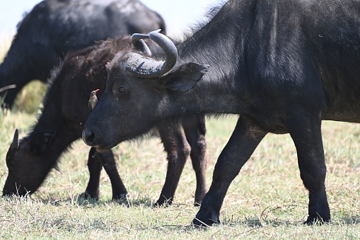 A group of cape buffalos at Chobe National Park, in Botswana, Af