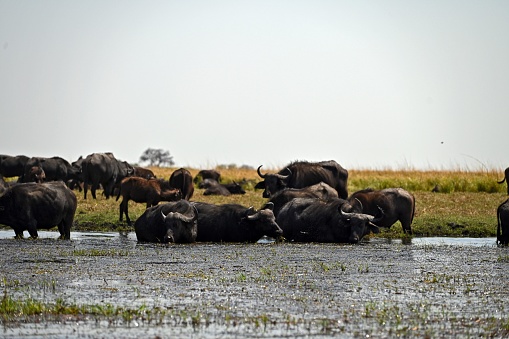A group of cape buffalos at Chobe National Park, in Botswana