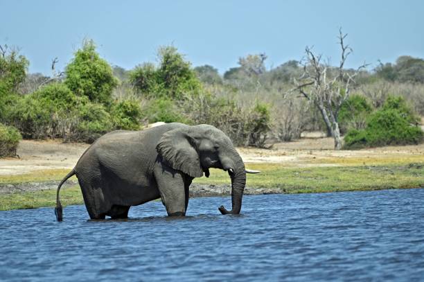 istock A single Elephant crossing Chobe River, at Chobe National Part in Botswana 1478420845