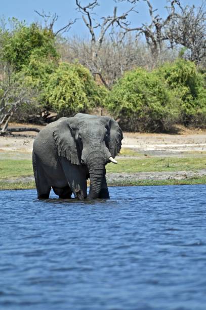 istock A single Elephant crossing Chobe River, at Chobe National Part in Botswana 1478420847