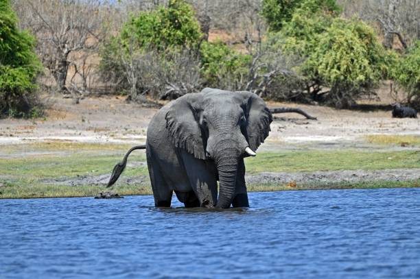 istock A single Elephant crossing Chobe River, at Chobe National Part in Botswana 1478420849