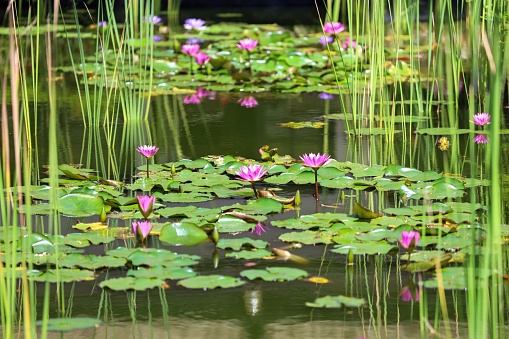 Frogs hide in the water lily pond