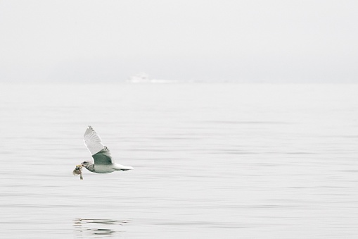 Closeup image of a sea gull eating a flatfish on the shores of Puget Sound