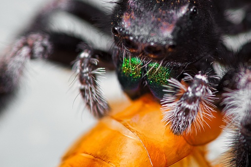 A close-up image of an arachnid perched on a piece of carrot tied in a knot
