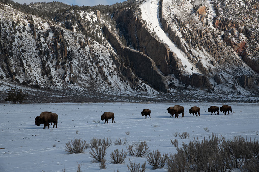 Huge herd of buffalo (bison) form long line on the edge of Yellowstone looking for food near Gardiner, Montana in northwestern USA, North America. Snow capped mountain background.