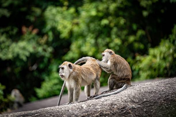 istock two monkeys are playing on a stone near some trees for scale 1478423605