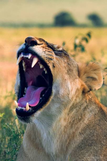 istock Vertical closeup shot of a roaring Asiatic lion demonstrating its sharp teeth 1478424467
