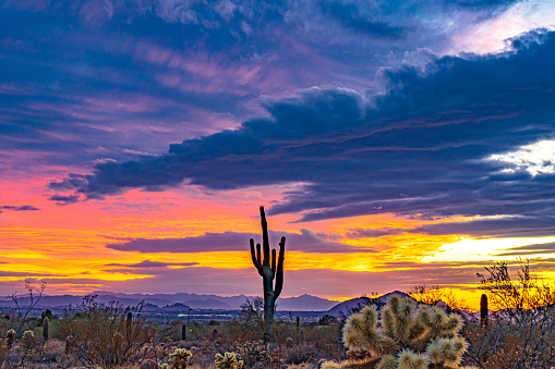 The image shows a beautiful sunset with chollas and saguaros highlighted by the sunset