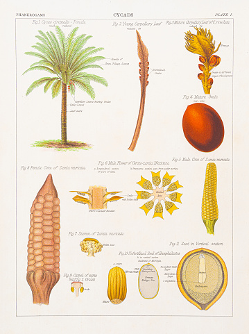 The Botanical Atlas - A guide to the practical study of plants by D M’Alpine, The Century Co. New York 1883