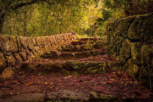 A beautiful view of a pathway with stair surrounded by trees in a forest