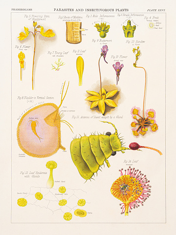 The Botanical Atlas - A guide to the practical study of plants by D M’Alpine, The Century Co. New York 1883